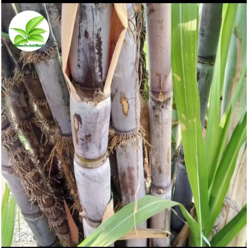 

batang tebu hitam tebu wulung segar 1 kg