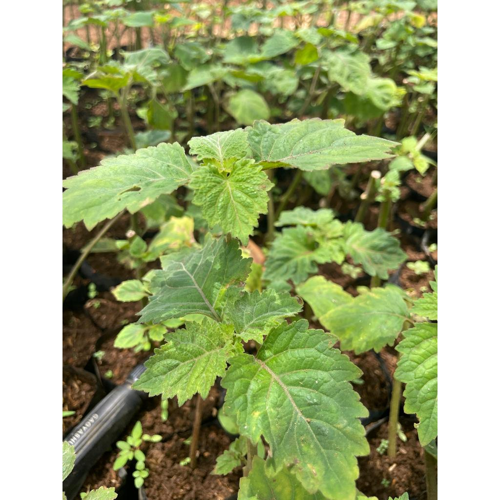 Bibit Nilam Tanaman Atsiri Essential Oil