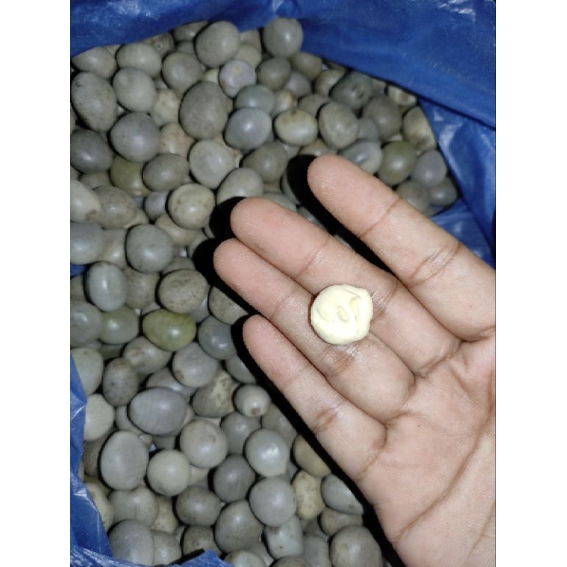 

COD BIJI BUAH KALALOYANG_BUAH GOREK_BUAH KEBIUL/HARGA 1 KG