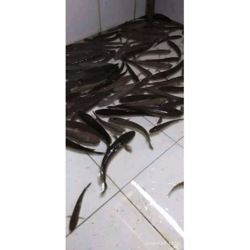 Ikan Gabus live Ikan gabus hidup 1kg