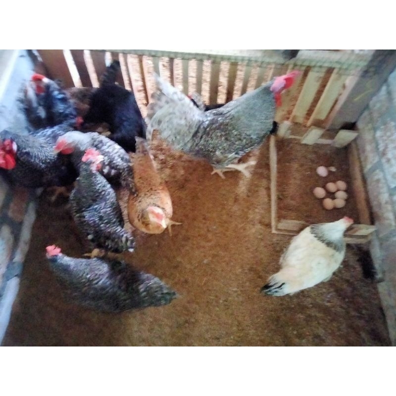 

Telur fertil/doc ayam white leghorn