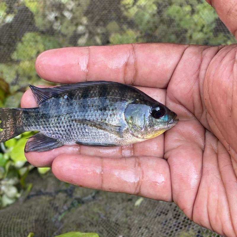 nila kekar/nirwana/gesit ukuran 8-9cm(silet)