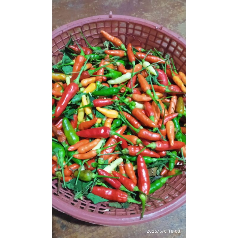 

cabe rawit desa 250gr pedas khas ndeso