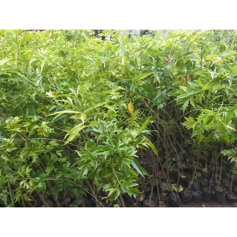 Bibit Pohon Cendana NTT