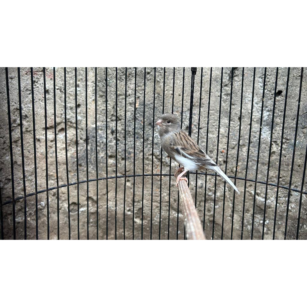 KENARI BETINA LOKAL SUDAH NELUR PAKAN