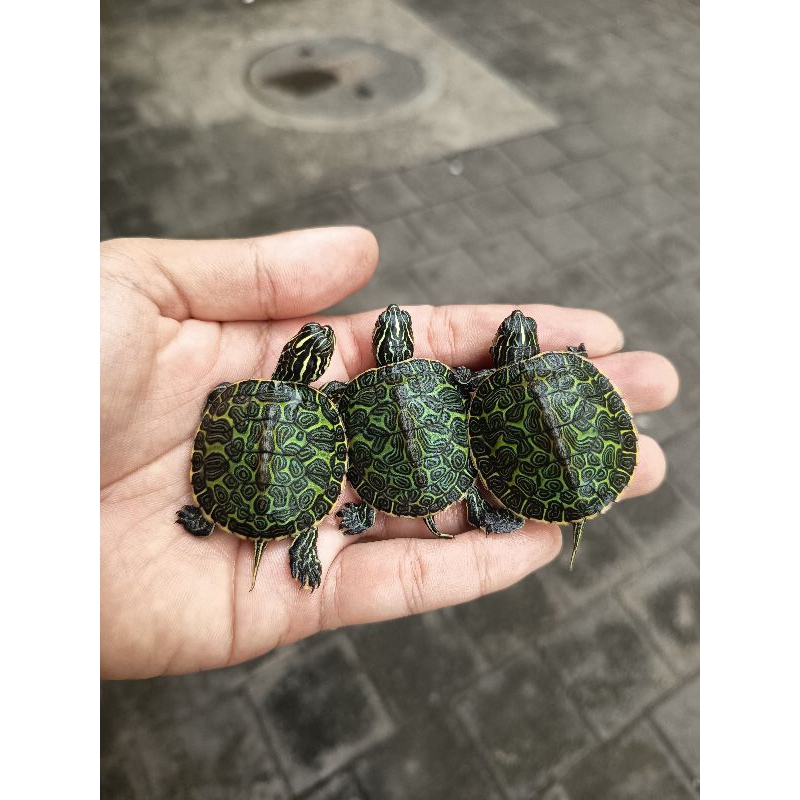 Pelet Kura Red Belly Nelsonii(RBN)