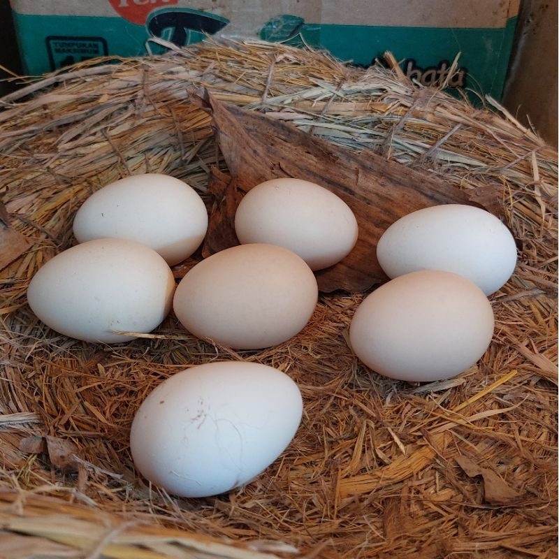 Telur Ayam Hias American Silkie Garansi
