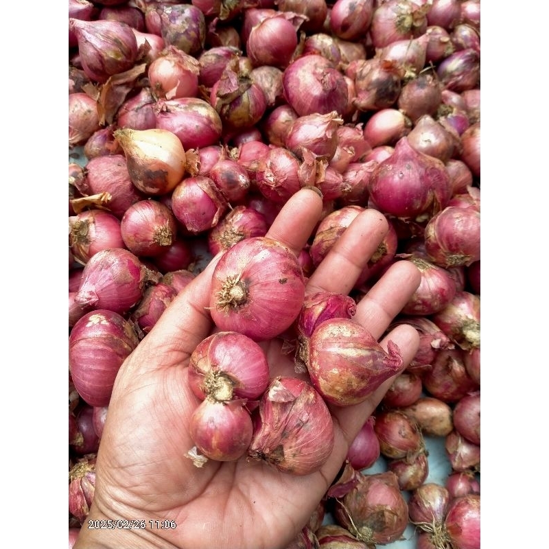 

Bawang Merah berkualitas dan garing