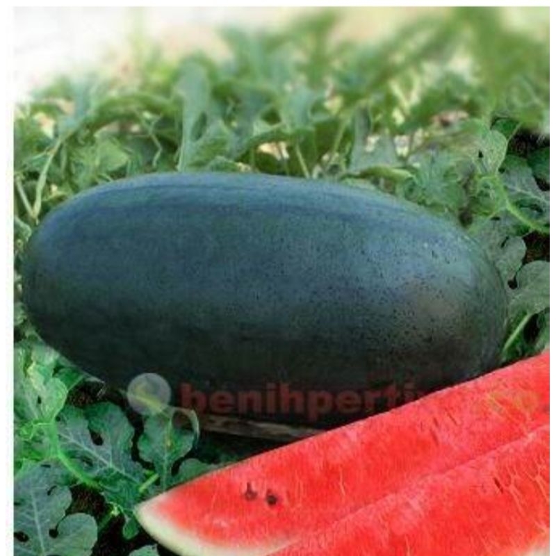 

GROSIR!!! 100 BIJI SEMANGKA INUL