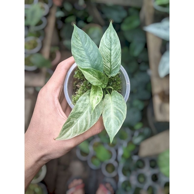 Tanaman Hias - SCHISMATOGLOTTIS SP / Natural Jungle Plant