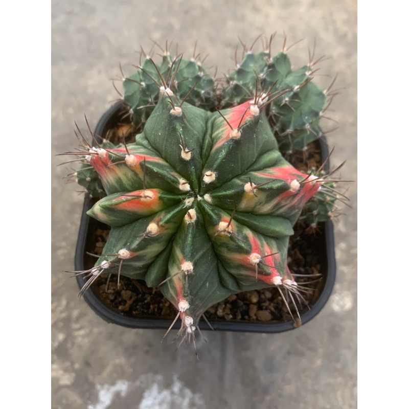 Gymno Miha Twilight Var Fukuryu