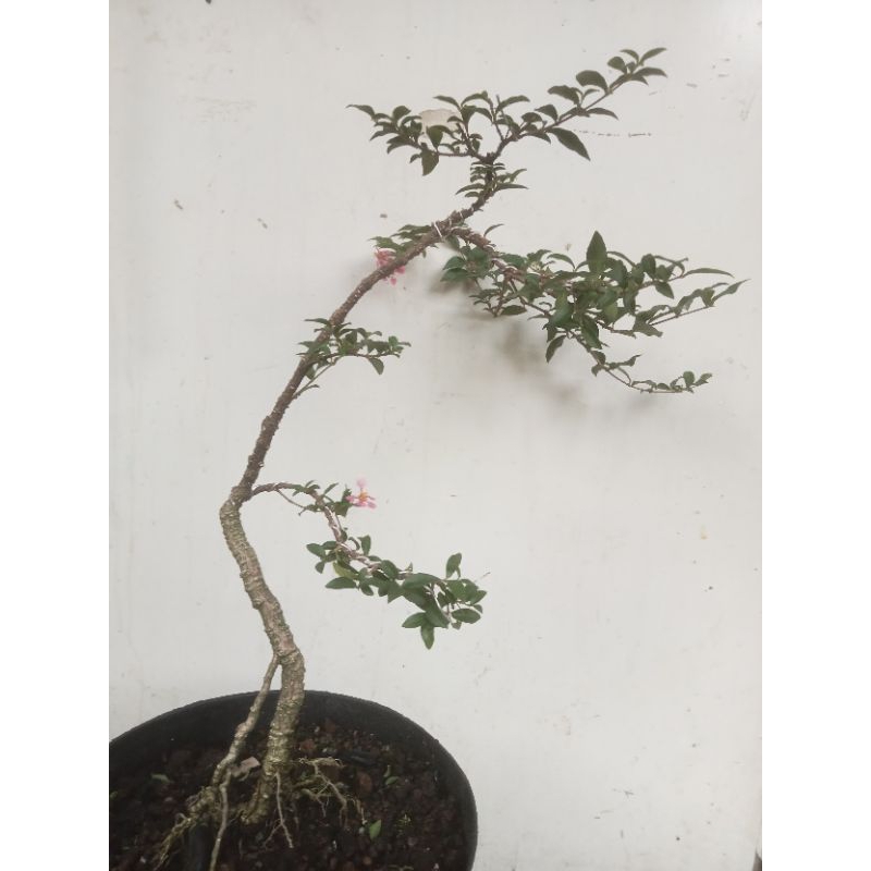bahan bonsai Sakura Micro