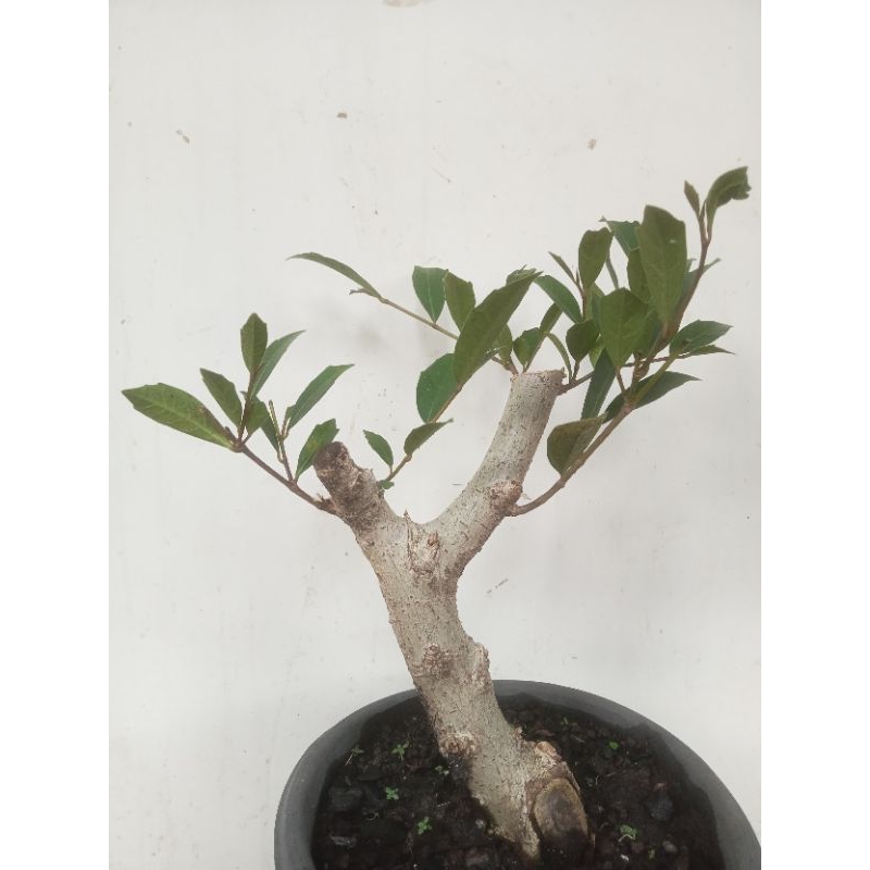 bahan bonsai Amplas putih