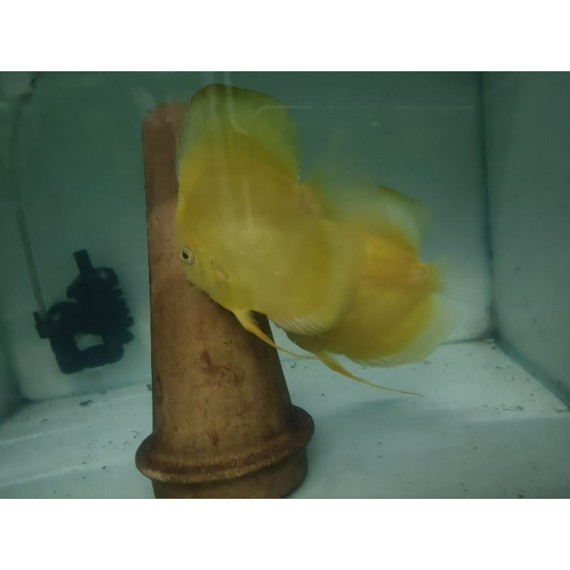 discus albino golden