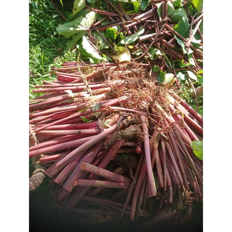 Talas Bogor Ungu Pratama 3