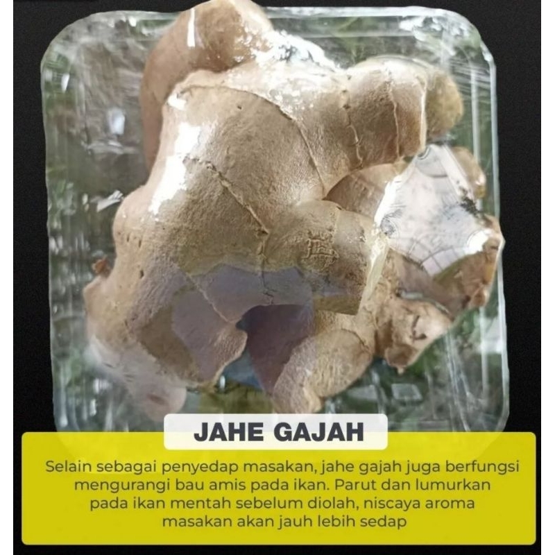

Jahe Gajah Super Besar Bersih 1/2 KG