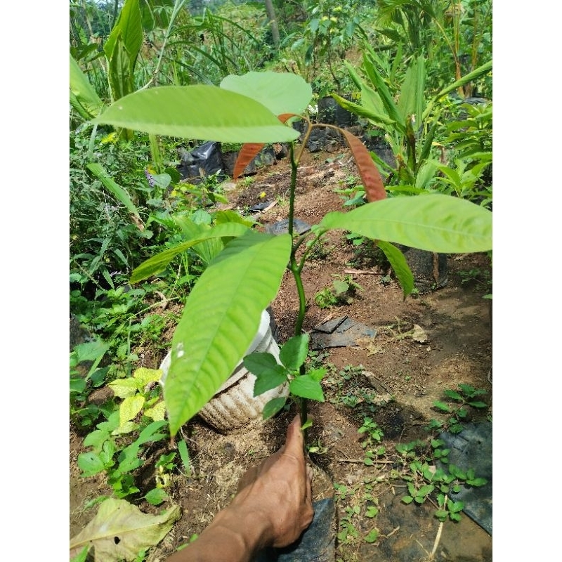 bibit pohon buah mangga pakel mangga limus bibit buah bacang