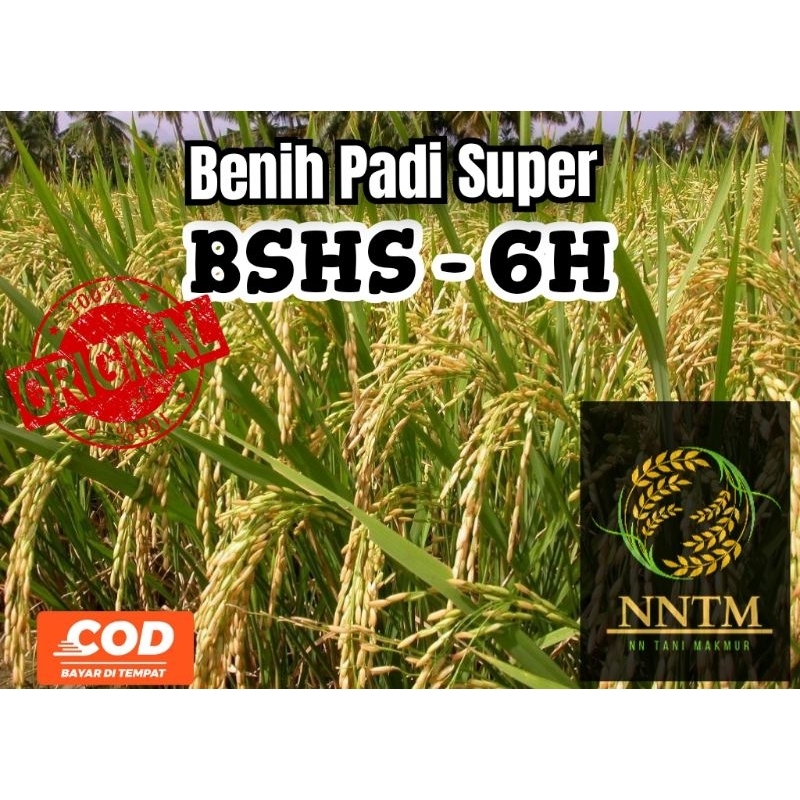 (5 KG) Benih Padi Super Hibrida Sterling BSHS 6H