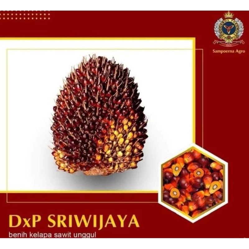Benih/bibit Kecambah Kelapa Sawit DxP SRIWIJAYA