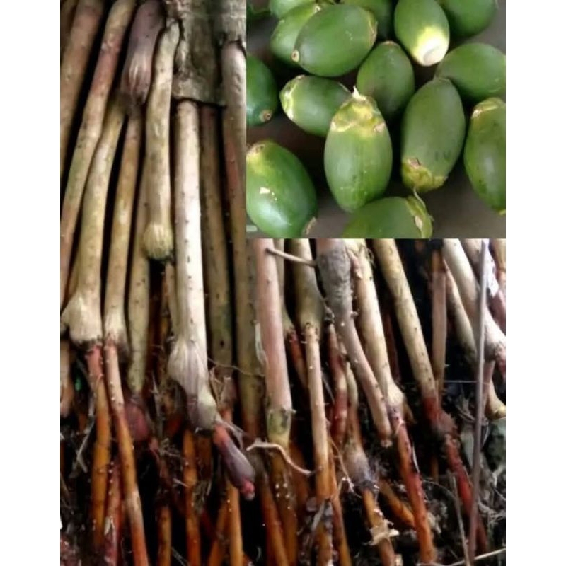 

AKAR PINANG MUDA/AKAR JAMBE HERBAL