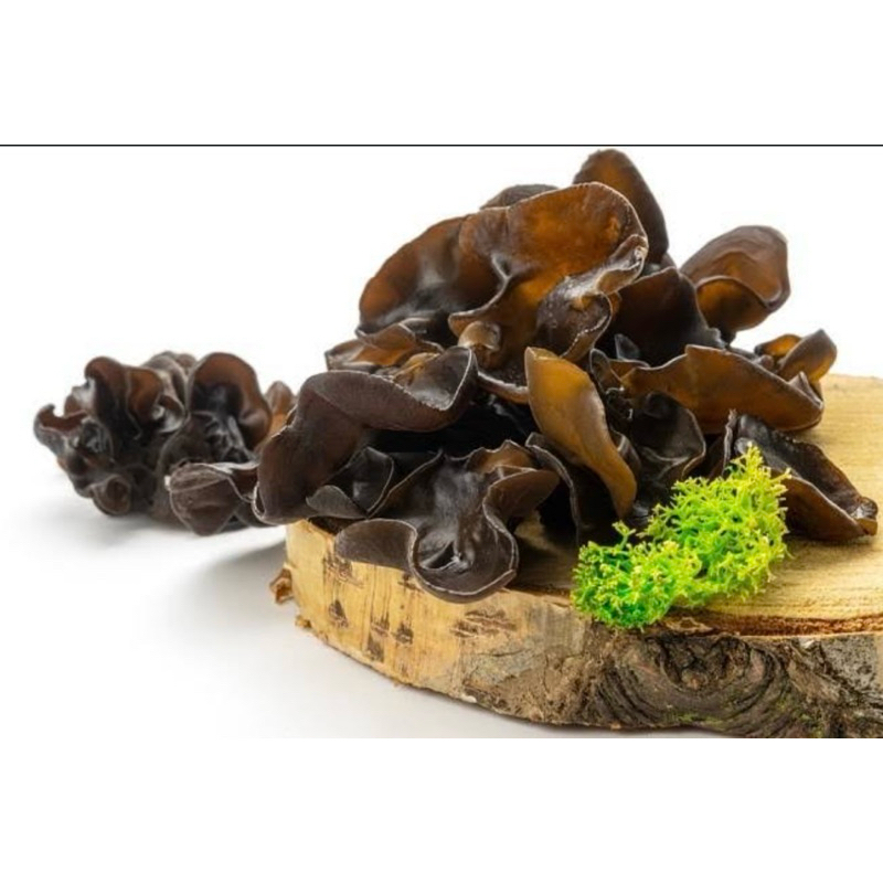 

JAMUR KUPING BASAH/KERING