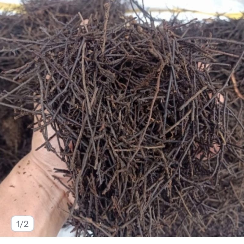 media tanam akar pakis (cacah) non oven siap pakai