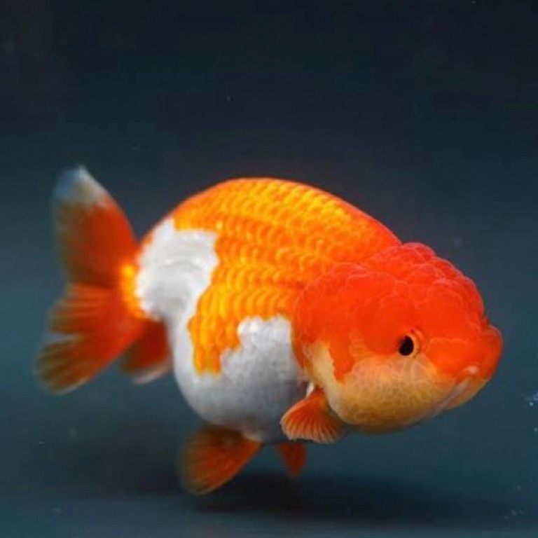 KODE G47K IKAN HIAS KOKI RANCU KOKI RANCU MERAH PUTIH KOKI RANCU PANCAWARNA  IKAN KOKI BULAT  IKAN H