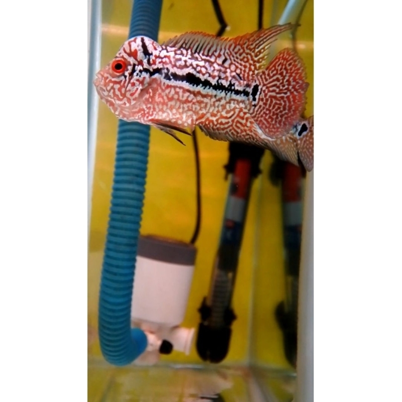 Super Red Kamfa VVIP import ukuran -+ 5,5cm, Special Grade