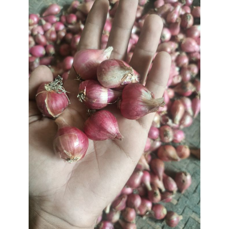 

Bawang Merah Kering 5Kg - Paket Hemat, Bersih, Tahan Lama, Siap Masak