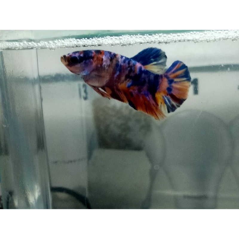 ikan cupang lelang atau deal