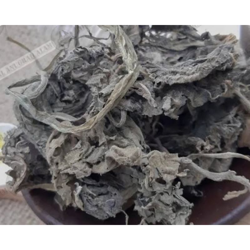 

Daun kecubung kering Natural organik 50 gram