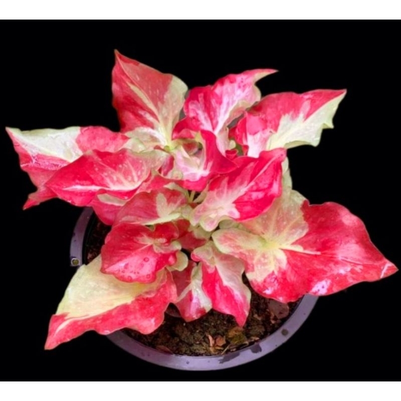 ( BISA COD ) Caladium Cat Tumpah Keladi Hias Cat Tumpah Tanaman Hias Keladi Murah Meriah / Keladi Me