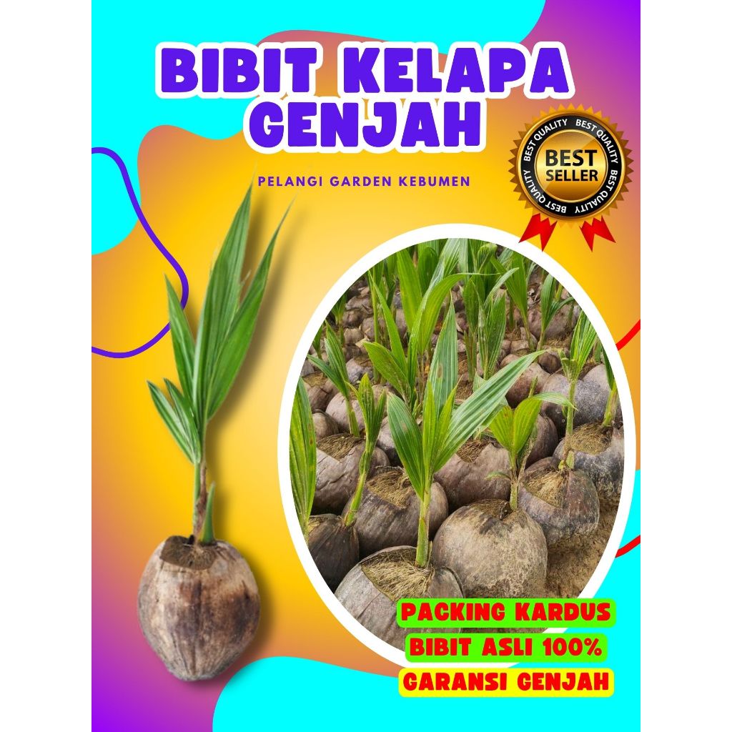 3 TAHUN BUAH..  Bibit Kelapa Hibrida Hijau Jumbo, Bibit Kelapa Hijau Asli, Bibit Kelapa Hijau Hibrid