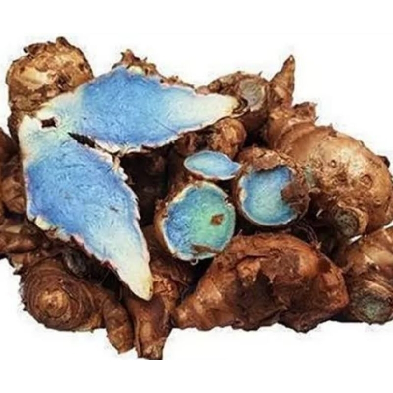 

Kunyit hitam segar temu hitam fresh 1 kg-az