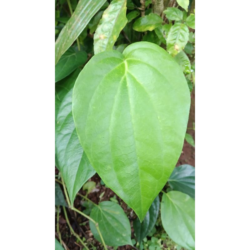 

Daun sirih hijau 50 lembar