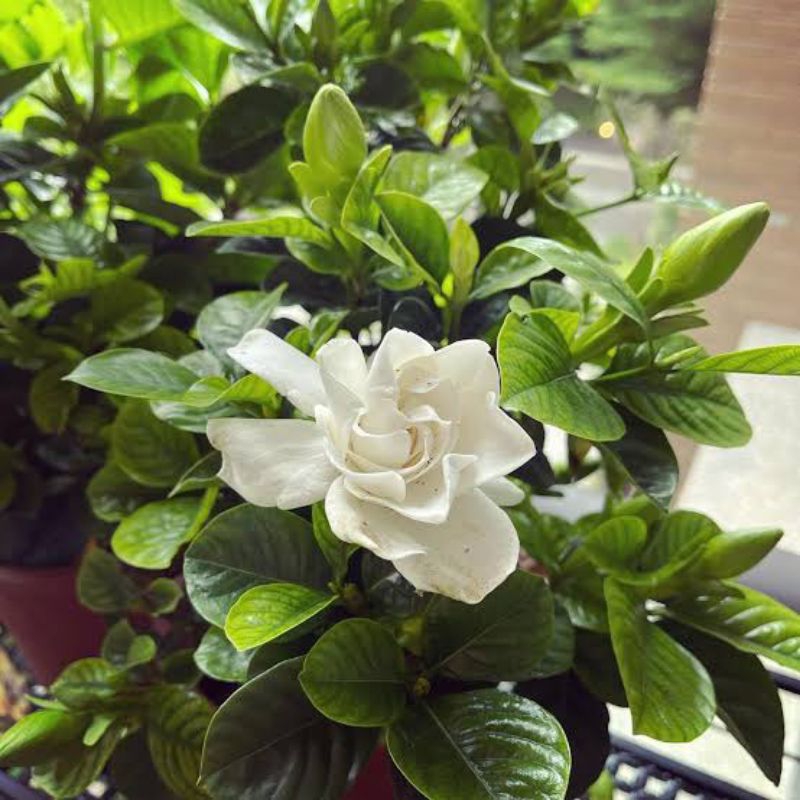 tanaman hias bunga Gardenia tanaman hidup