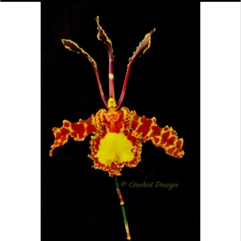 ANGGREK ONCIDIUM DEWASA SIAP BERBUNGA PSYCHP. MARIPOSA "GREEN VALEY"