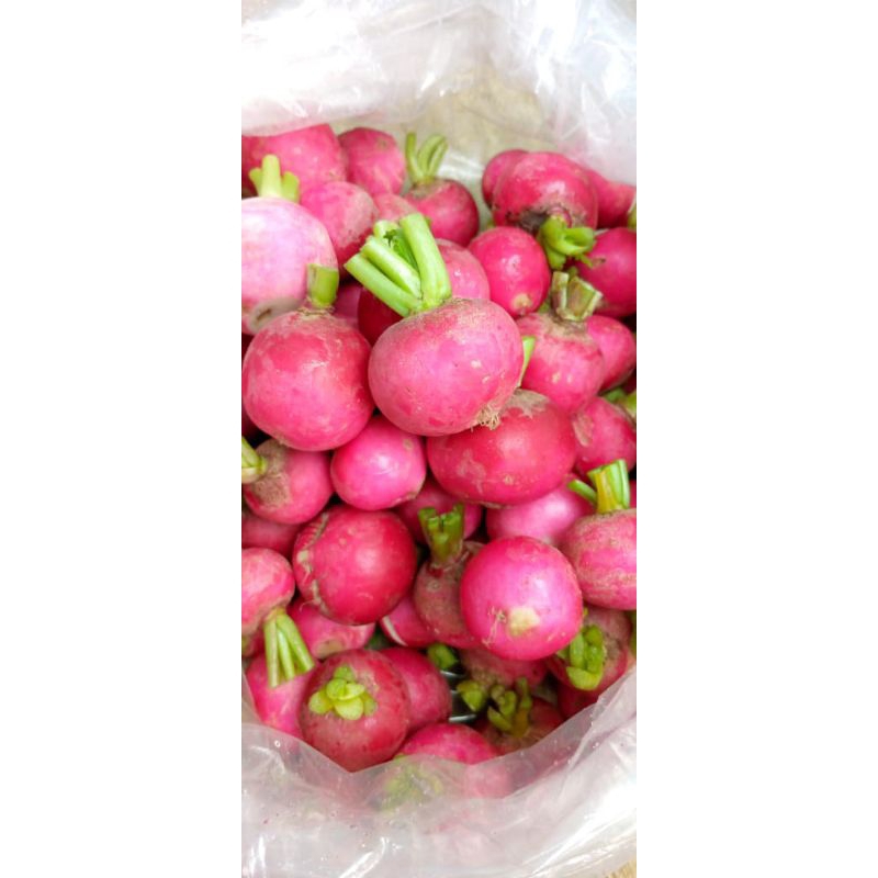 

red raddis/lobak merah