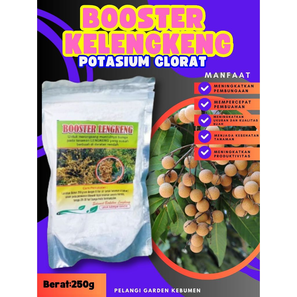 TERLARIS  Booster Buah Kelengkeng Siap Berbuah, Booster Buah Kelengkeng Stek, Booster Buah Kelengken