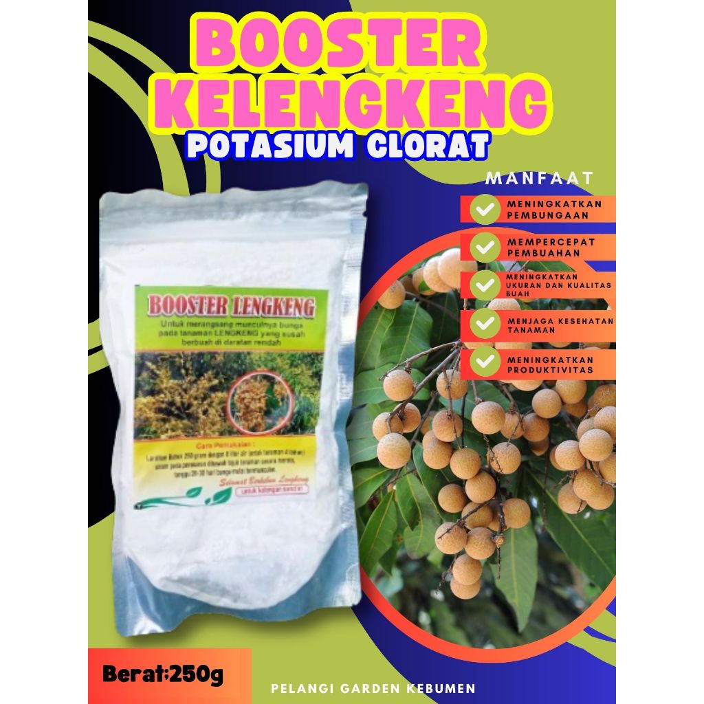 TERLARIS  Booster Buah Kelengkeng Siap Berbuah, Booster Buah Kelengkeng Stek, Booster Buah Kelengken