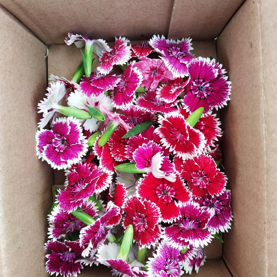 

EDIBLE FLOWER DIANTHUS ISI 20PCS