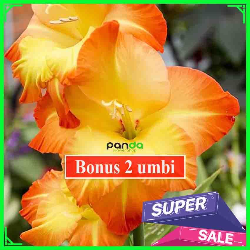 Umbi Bunga Gladiol Holland - Umbi Bunga Radiul Unggul - Bibit Gladiol Bunga Radiul
