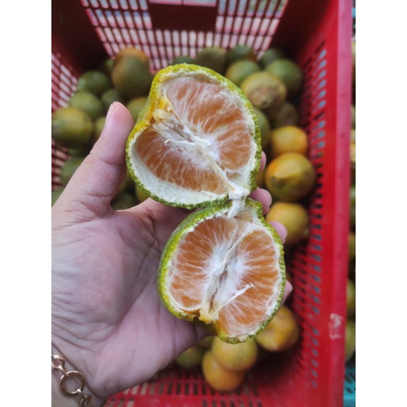 

Jeruk Keprok 55 Malang -+1kg