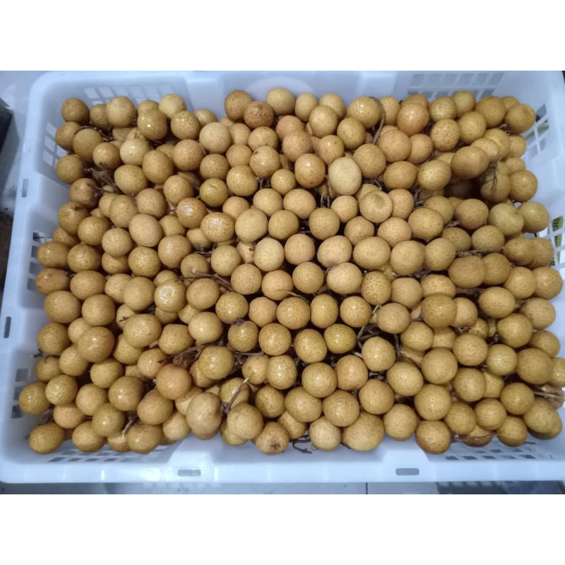 

kelengkeng thailand super