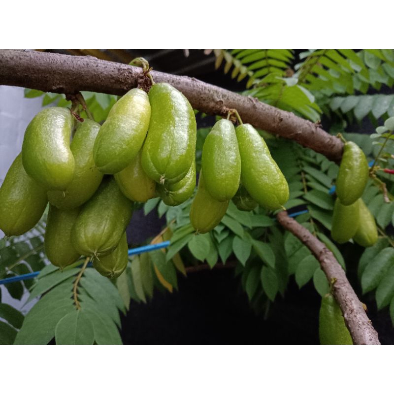 

200g BELIMBING WULUH SEGAR untuk Go-Send