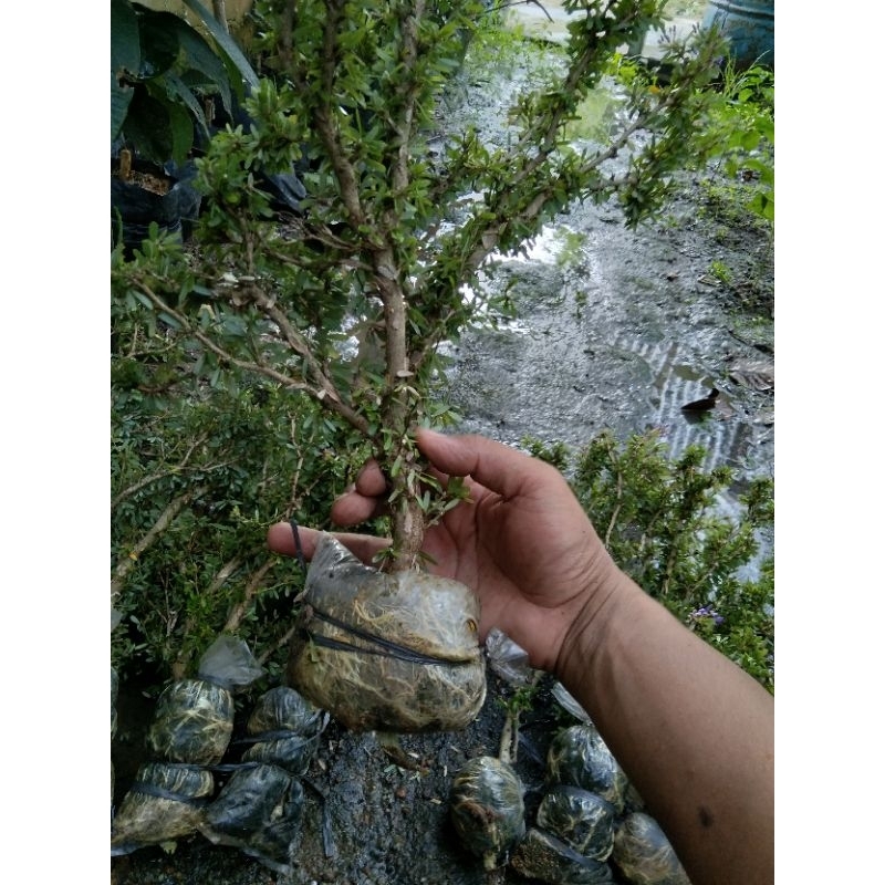 3 batang cangkokan Saeng simbur super micro Vietnam bunga ungu