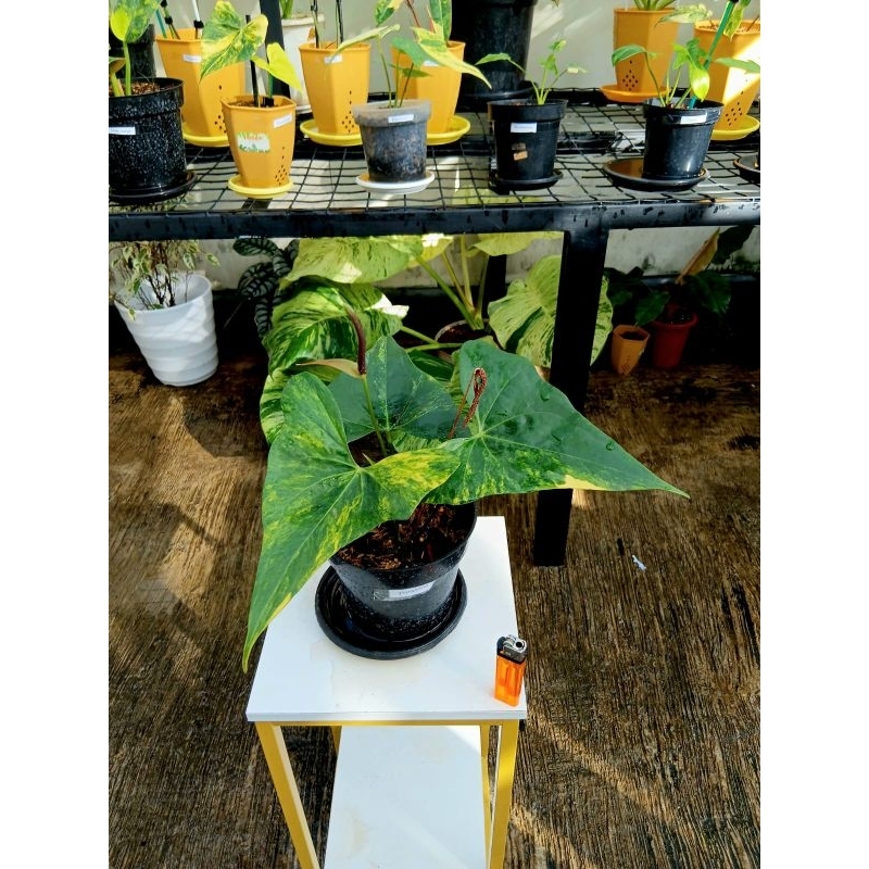 Pterodactyl Variegata