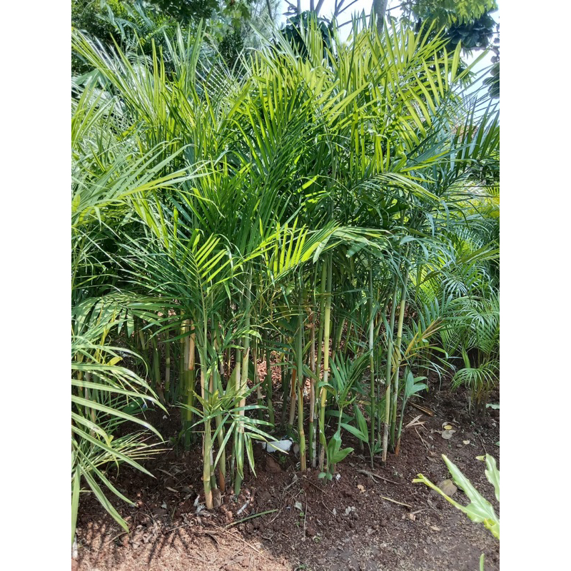 Pohon palm komodoria Tinggi 1,5 meter - tanaman indoor