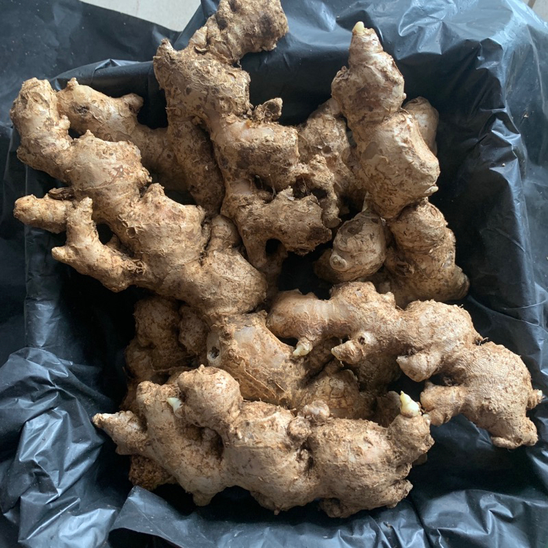 

Jahe Emprit Segar Rempahlu – 100/0 gram | Jahe Pedas Asli Lumajang, Dari Petani Langsung