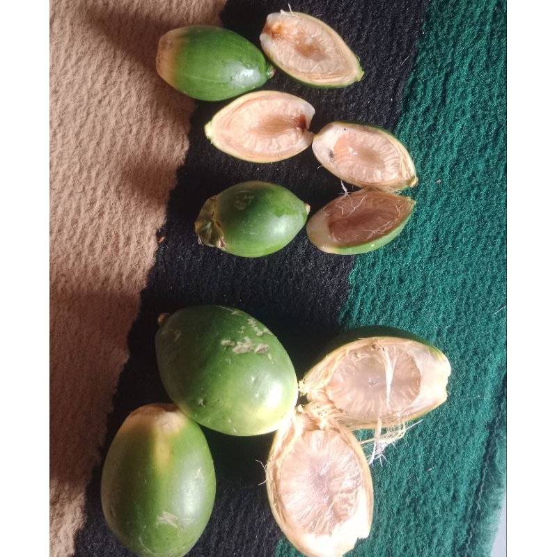 

pinang muda - jambe muda 1kg cocok untuk menambah stamina